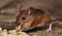 24 Hour & Emergency Exterminators in Crystal, MN